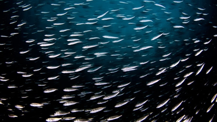 Pacific Sardines