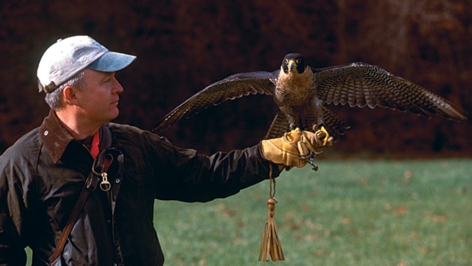 Take up Falconry in West Virginia.