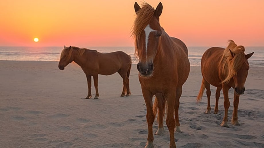 For Seeing Wild Horses