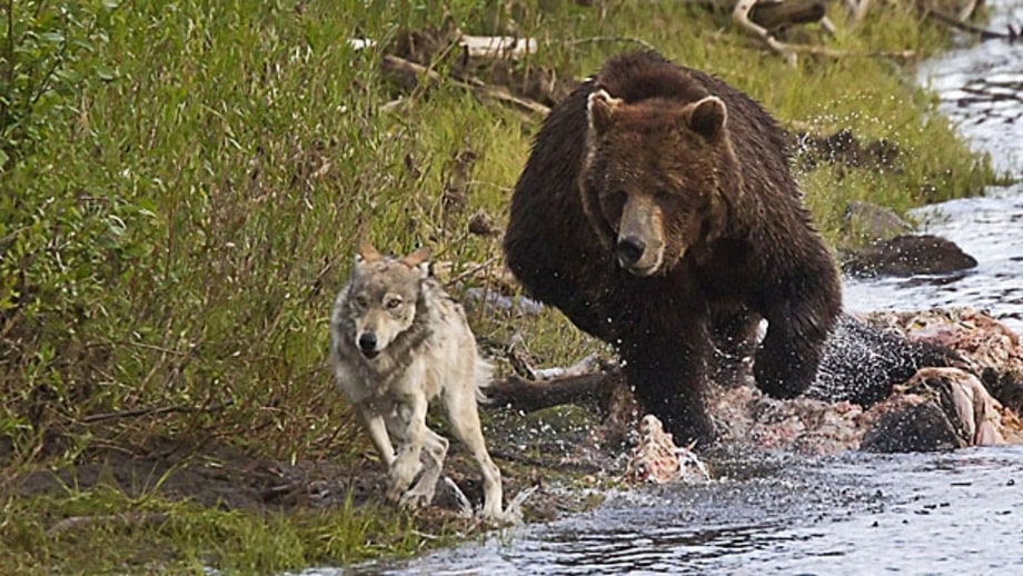 For Wildlife