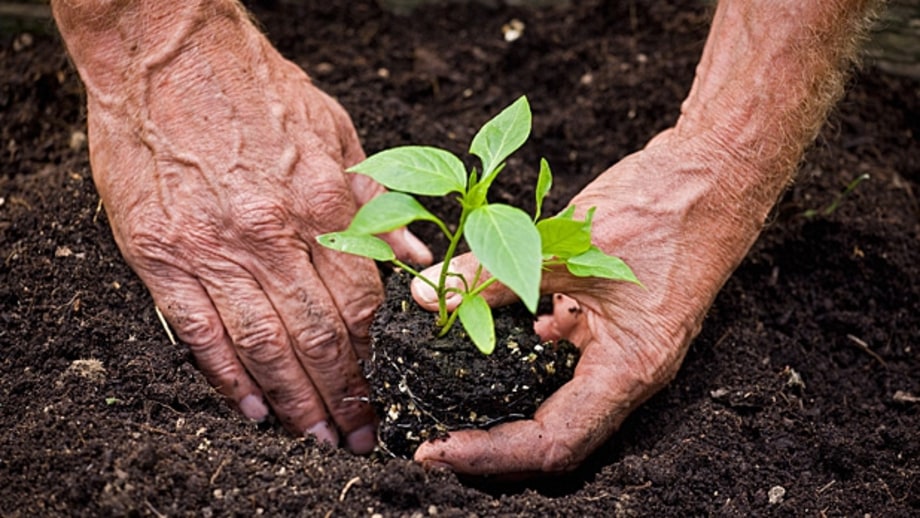 Seeds versus starter plants.