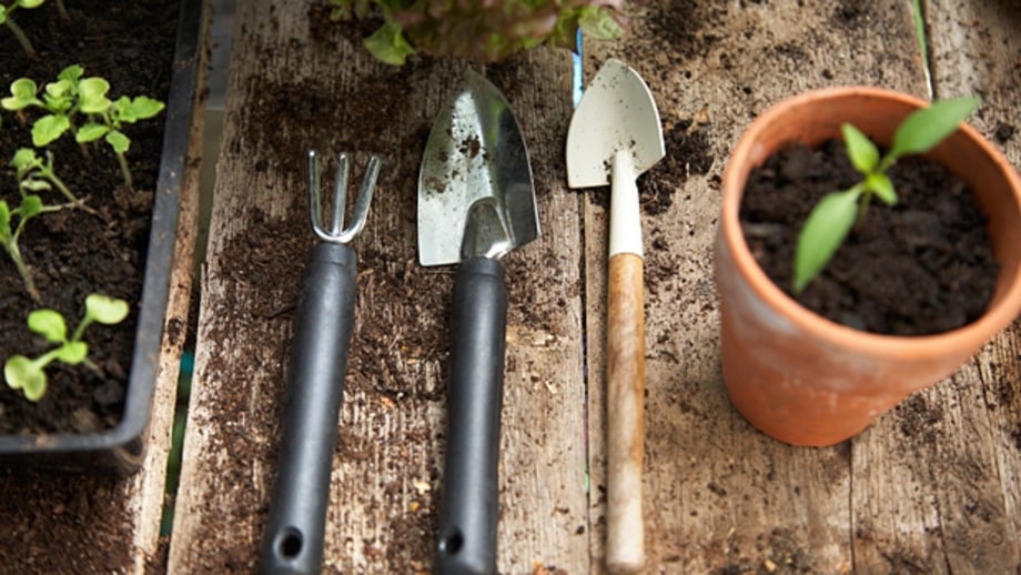 When to plant.