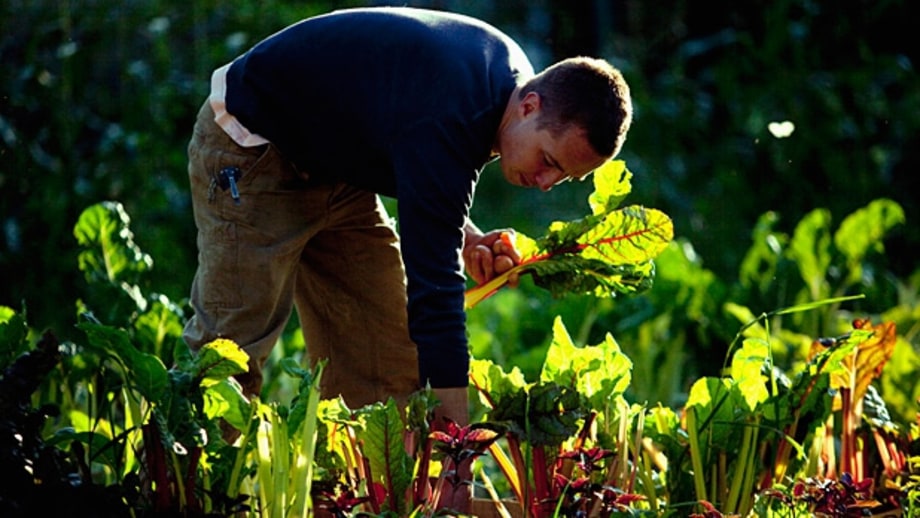 Getting Started in the Garden