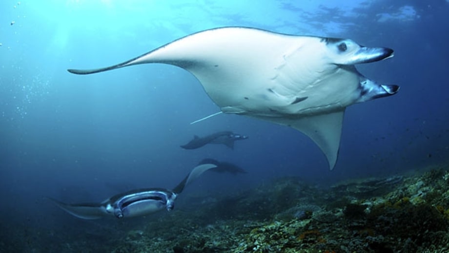 Komodo National Park, Indonesia