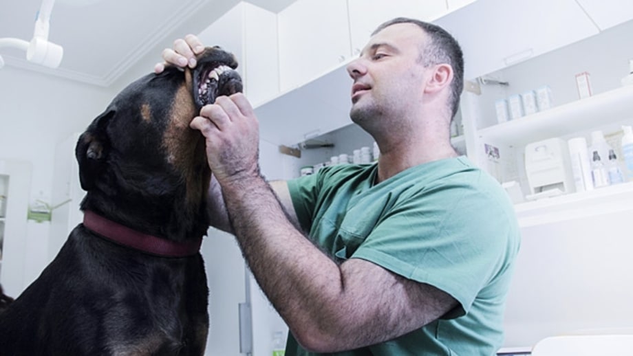 The Vet and Home Remedies