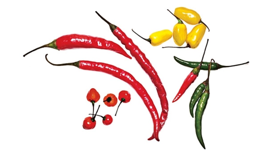 A User's Guide to Chili Peppers