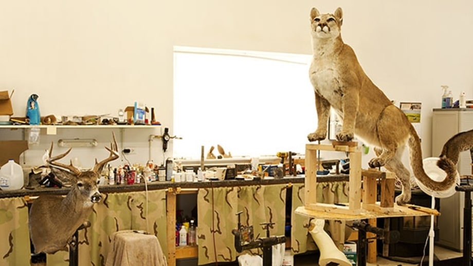 How to Buy Taxidermy