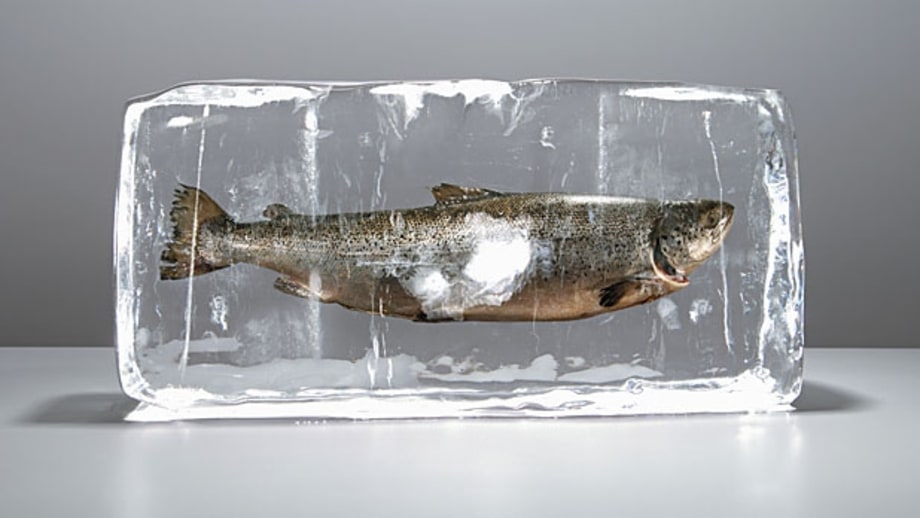 To freeze or not to freeze – and how to kill – fish.