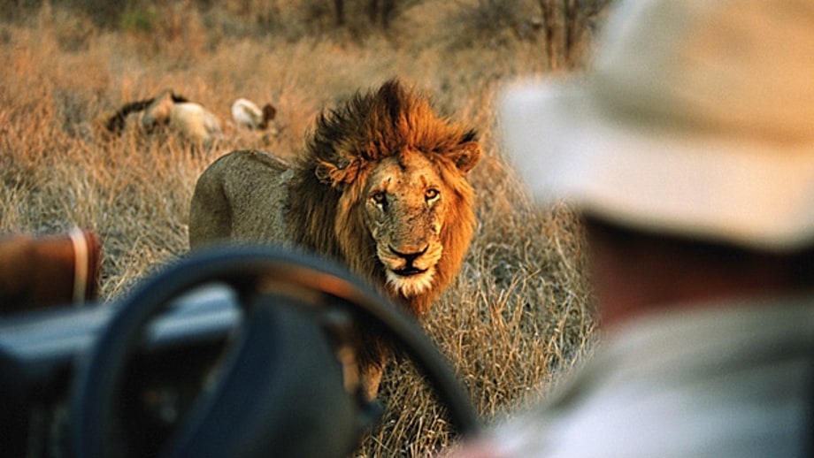 How to Book a Safari