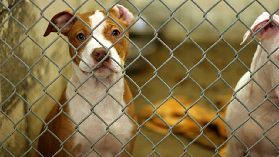 How to Adopt a Dog