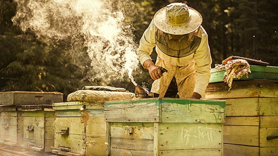 How To Start A Beehive