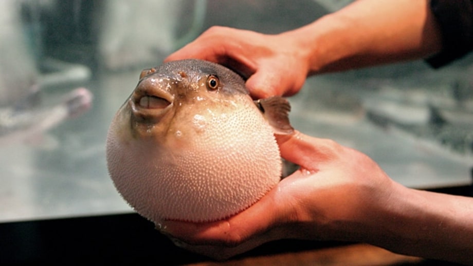 Eat deadly fish.