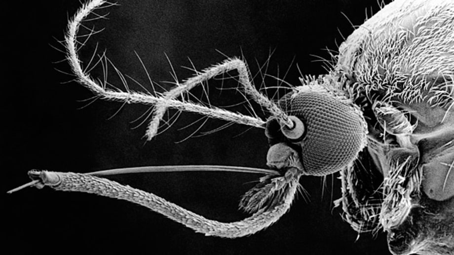 West Nile
