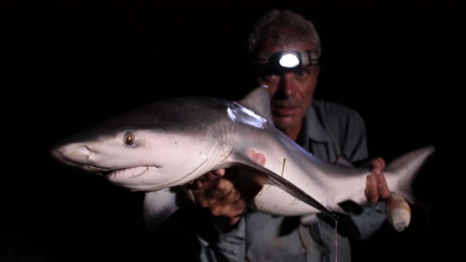 Bull sharks.