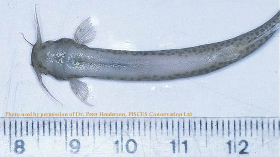 Candiru fish.