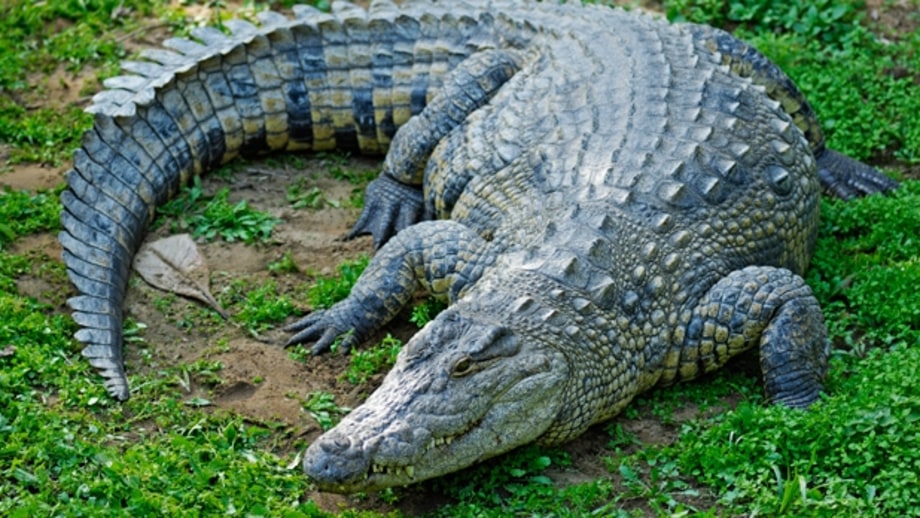 Crocodiles.