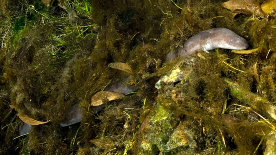 Electric eels.