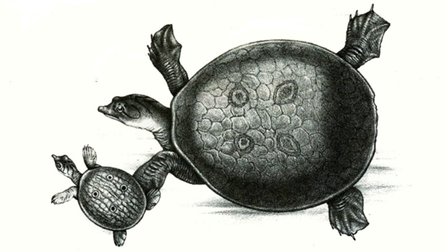 Ganges soft-shell turtles.