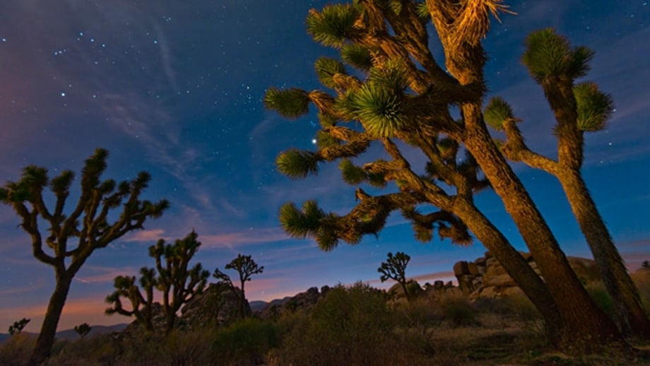 Joshua Tree