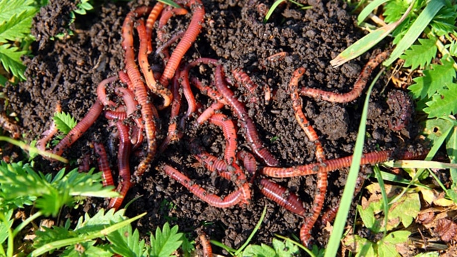 Keep soil healthy.