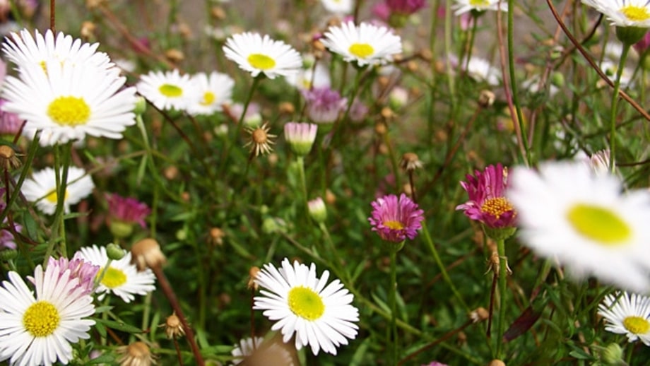 Keep track of pollen levels.