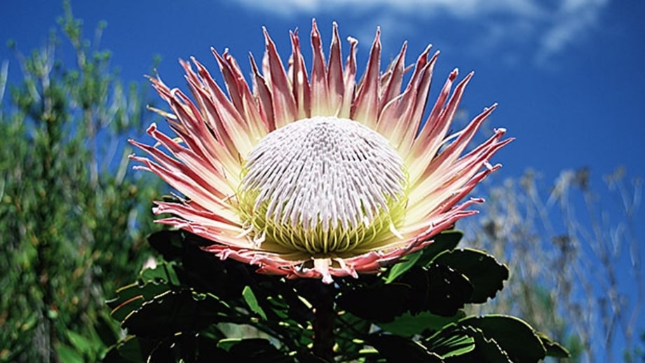 Kirstenbosch Botanical Gardens (South Africa)