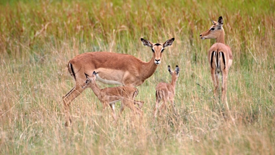 Leobo Private Reserve, South Africa