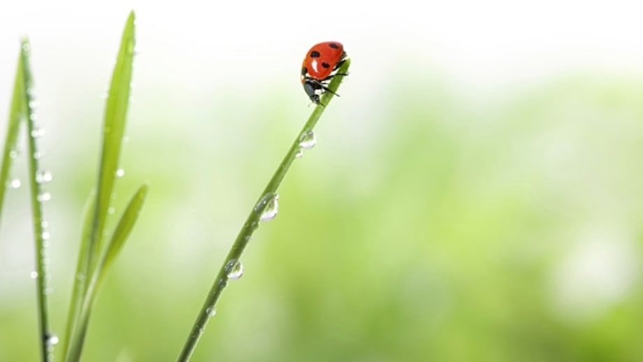 Let bugs live.