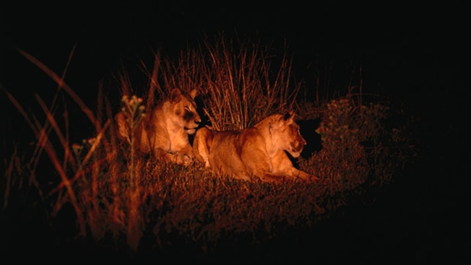 North Luangwa National Park, Zambia