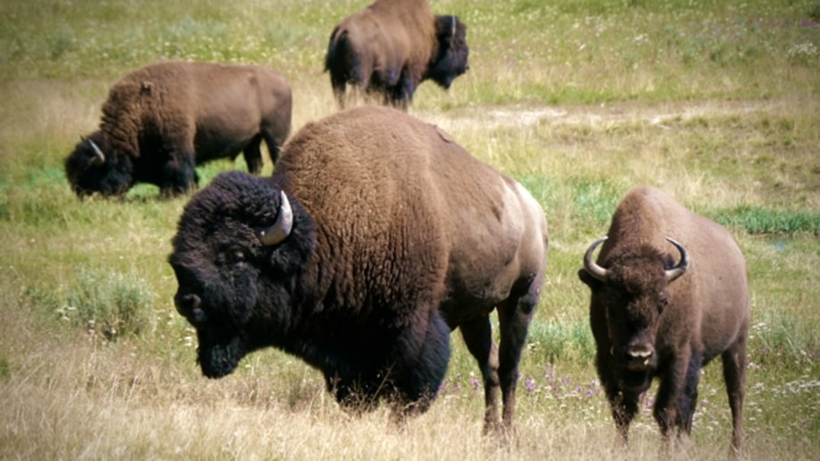 Bring back the bison.