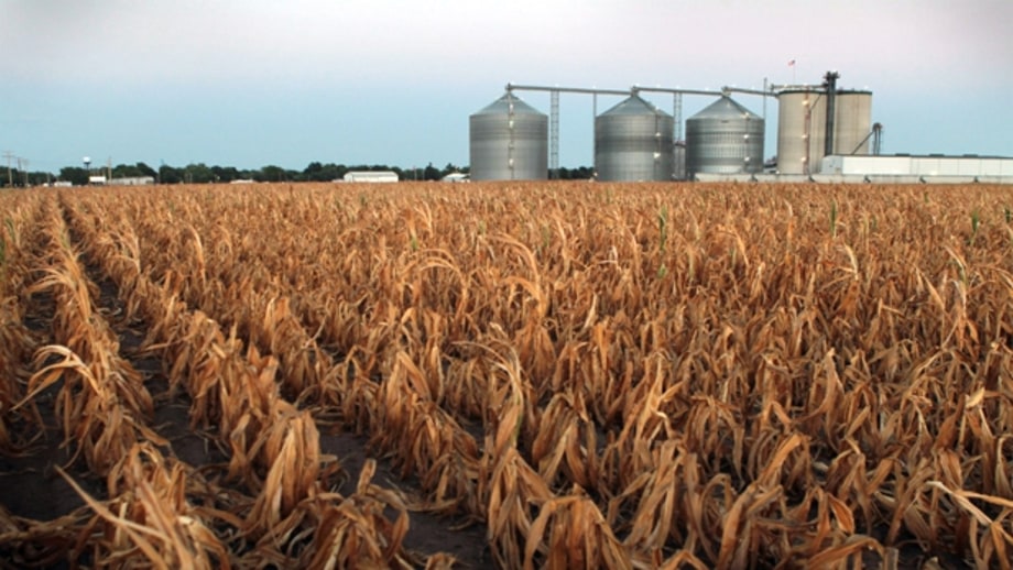 Take corn out of the tank and put it back on the table.