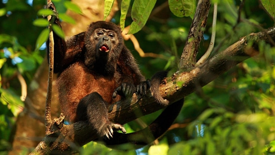 Cabo Matapalo, Costa Rica