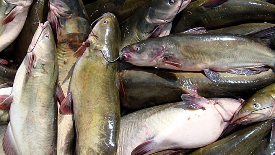 Santee Cooper Lakes, South Carolina: Catfish