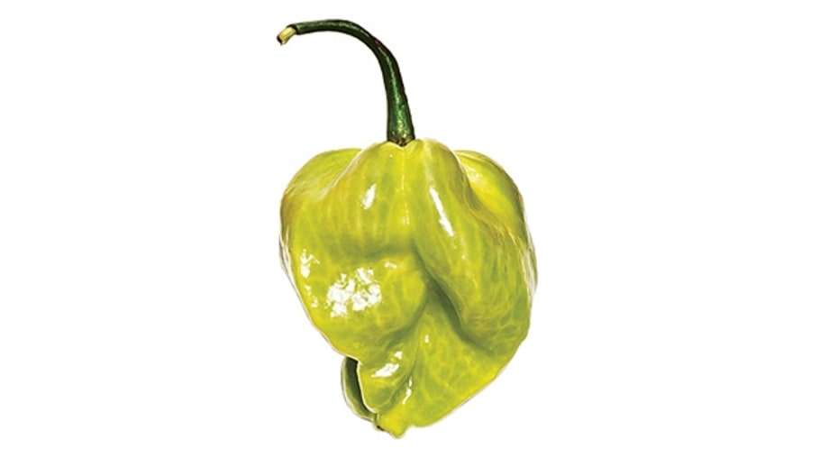 Scotch bonnet (superhot)