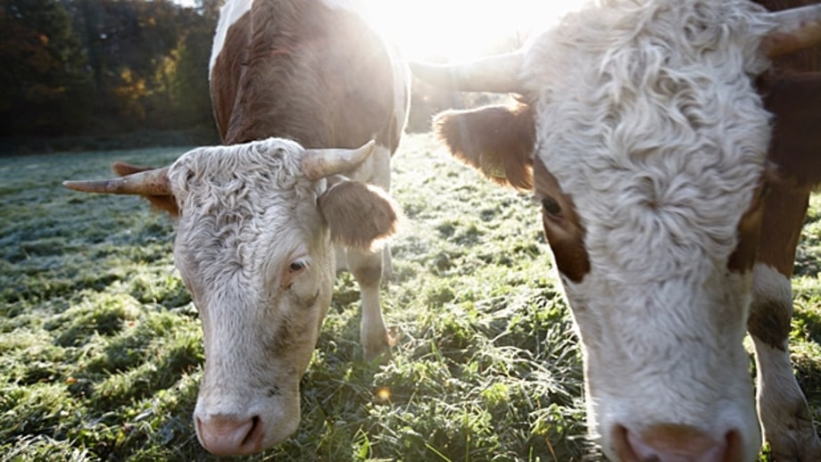 Prioritize naturally raised meat.