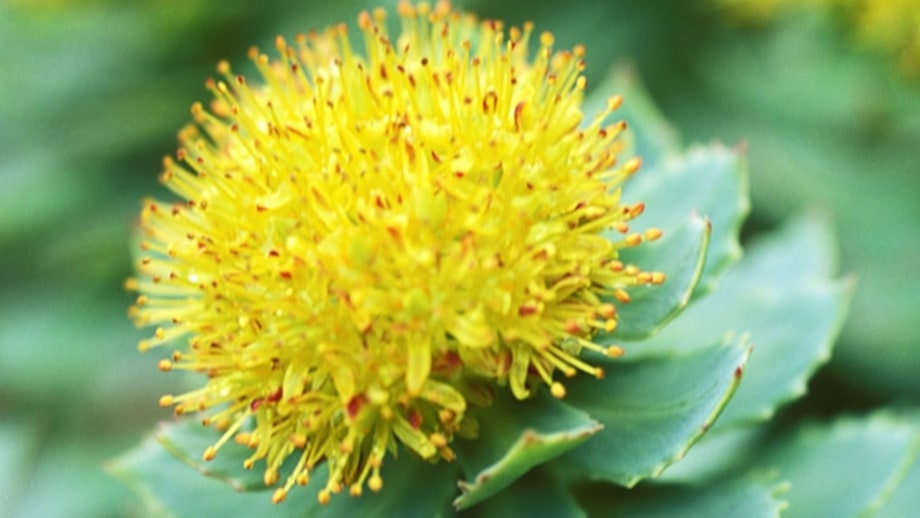 Rhodiola