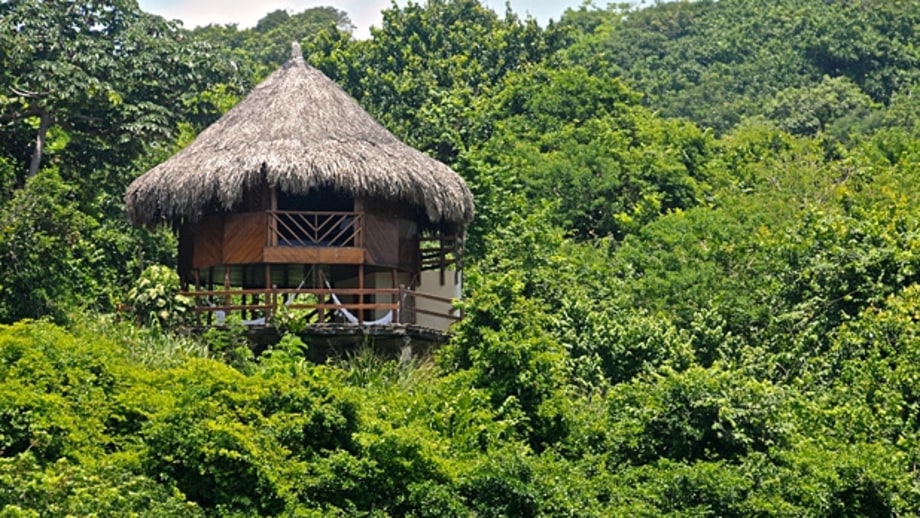 Sleep in a tropical rain forest.