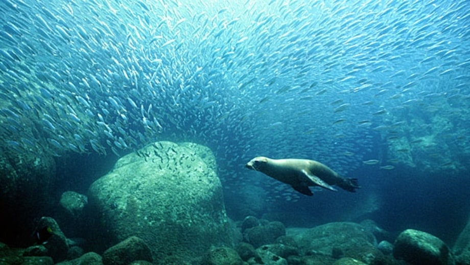 Isla Espirtu Santos, Baja