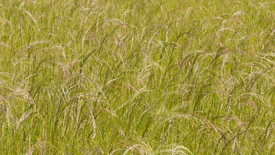 Teff