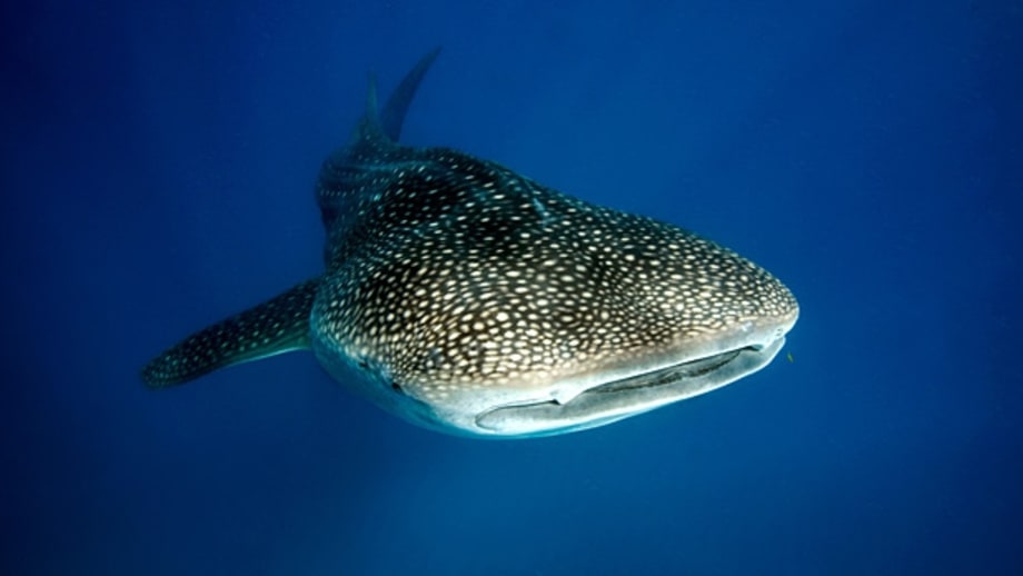 Tofo, Mozambique