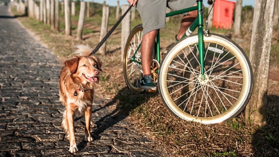 Our Favorite New Gear for Dogs