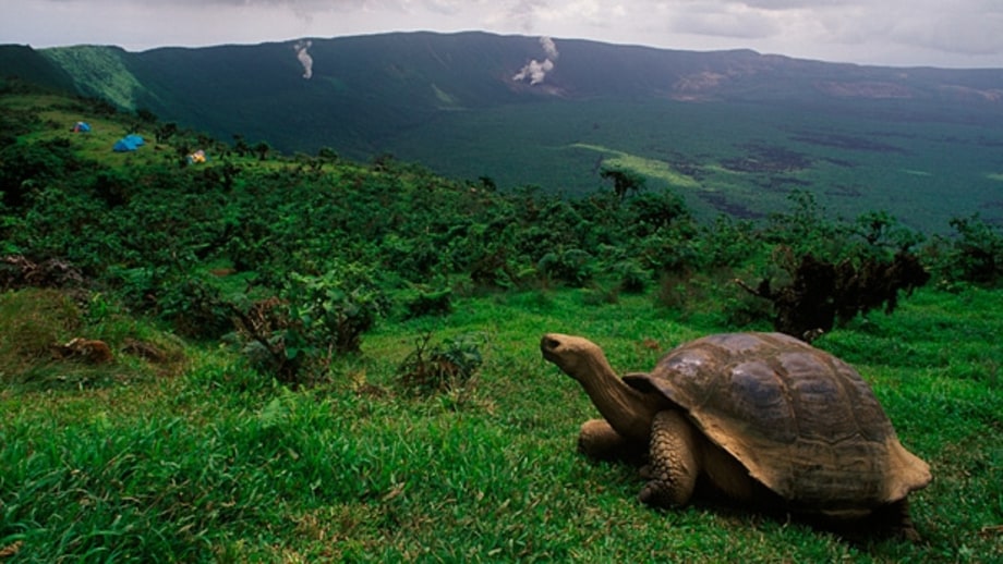 The Galápagos Islands