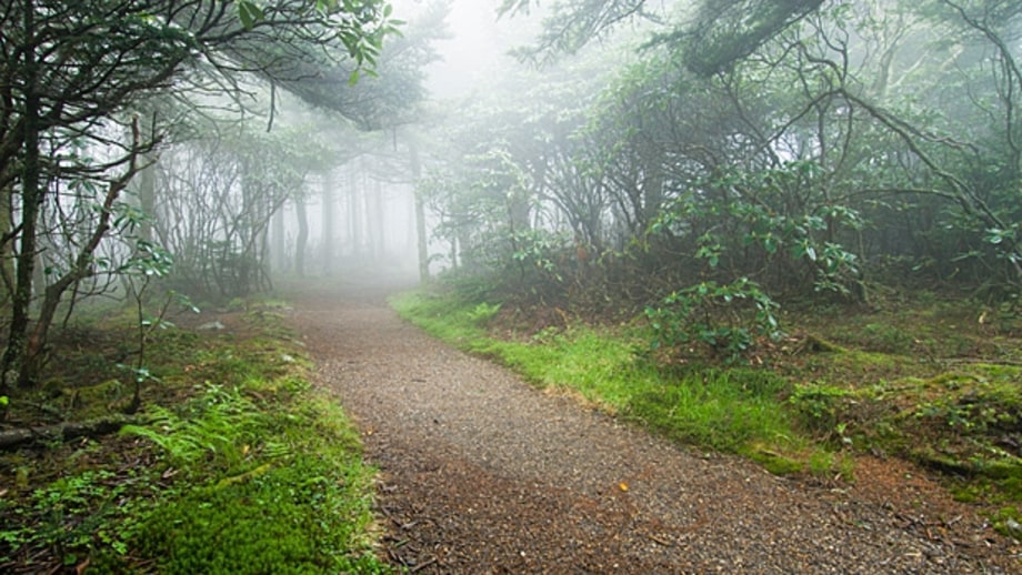 Pisgah National Forest