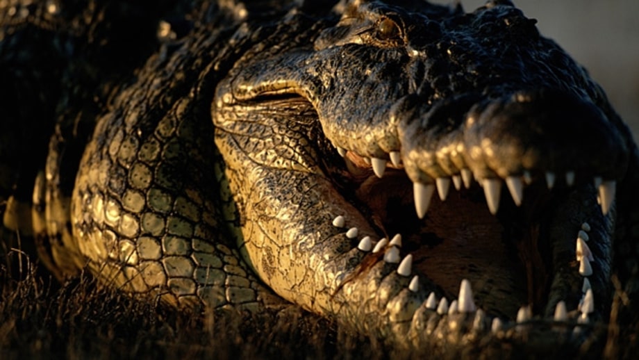 Scuba dive with crocodiles.