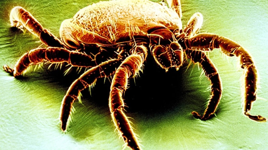 The New Tick Danger