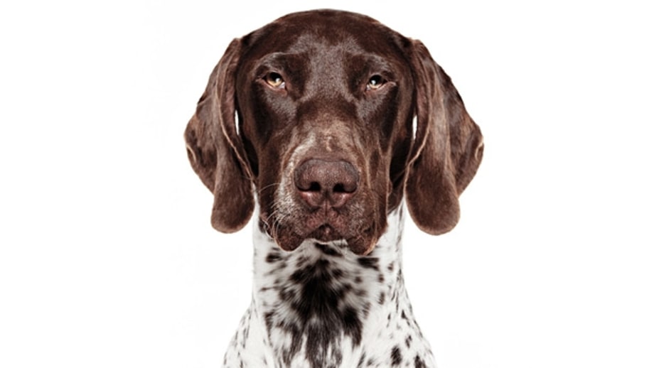The Right Dog for You