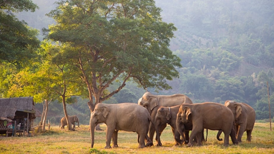 Elephant Nature Park, Chiang Mai, Thailand