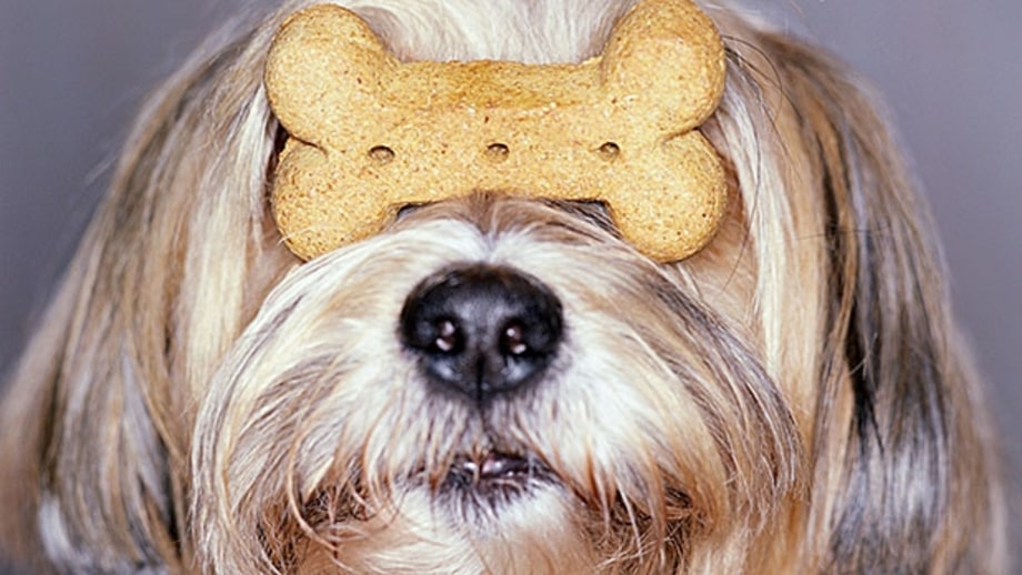 A Nutritionist's Guide to Buying Dog Treats