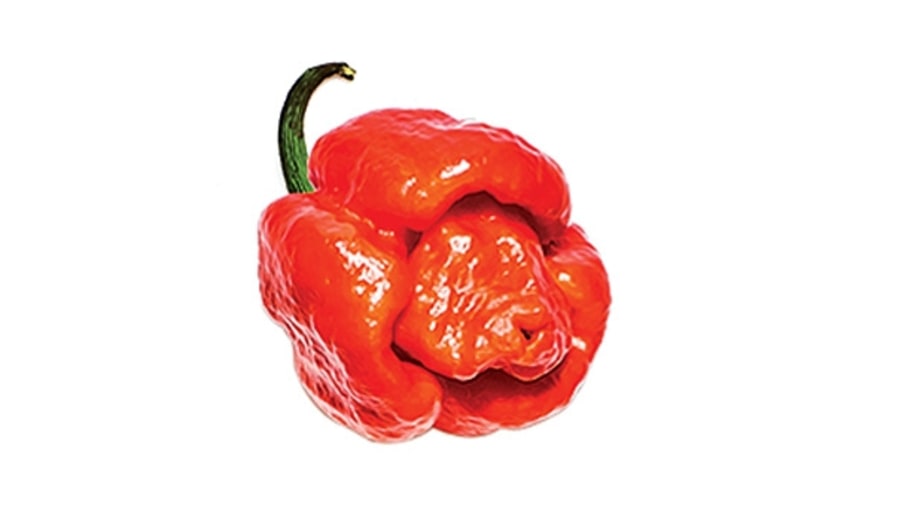 Trinidad moruga scorpion (superhot)