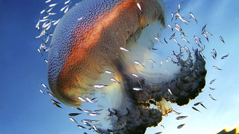 Great Barrier Reef, Australia